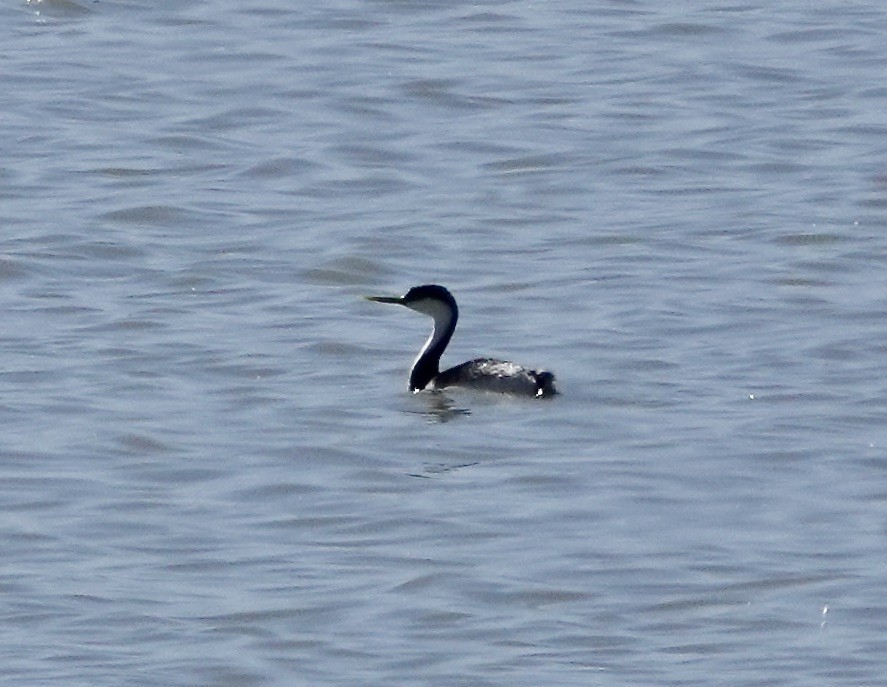 Western Grebe - Rick Taylor