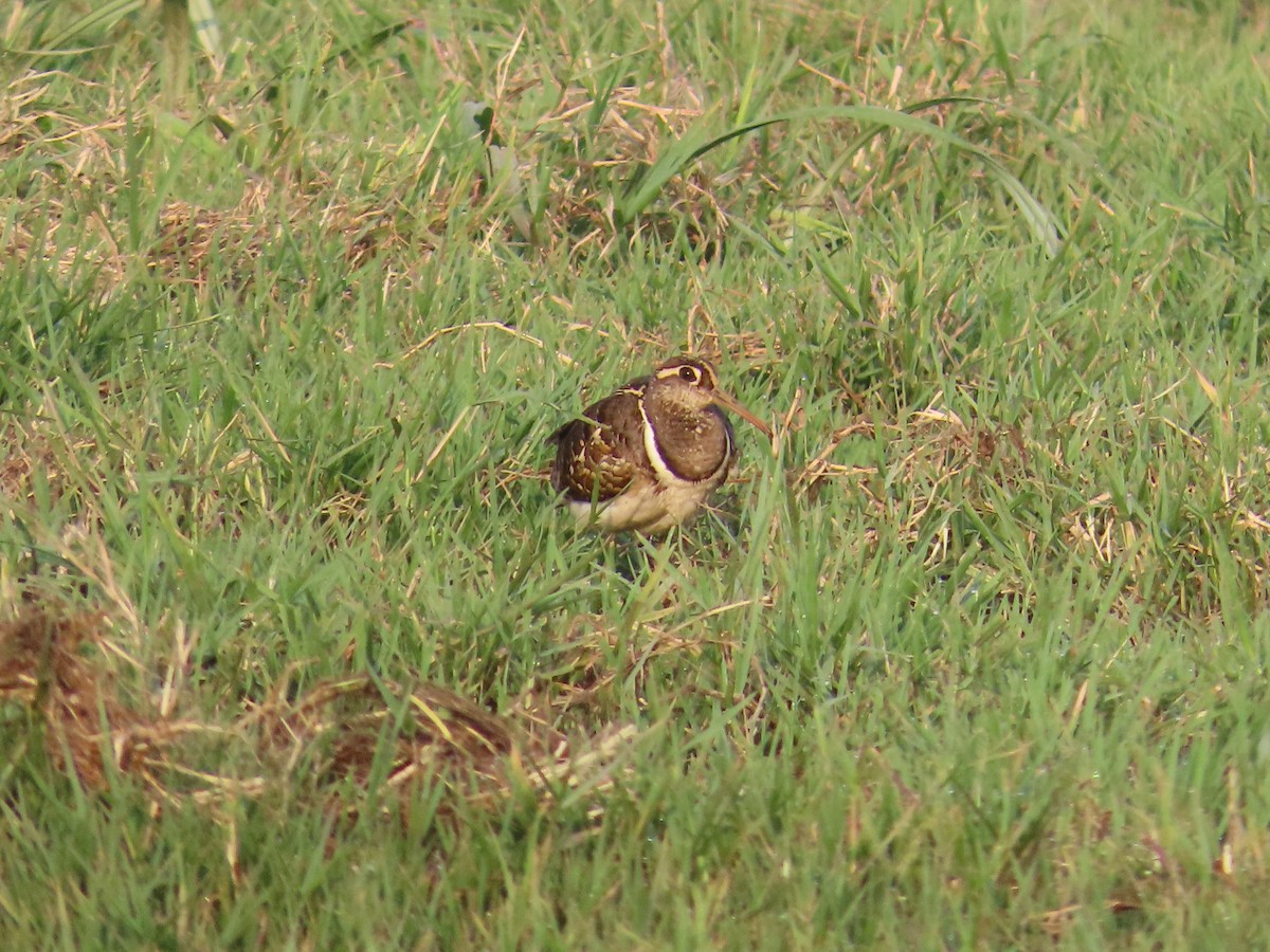 Greater Painted-Snipe - Shilpa Gadgil