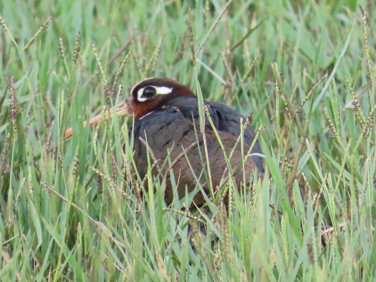 Greater Painted-Snipe - Shilpa Gadgil