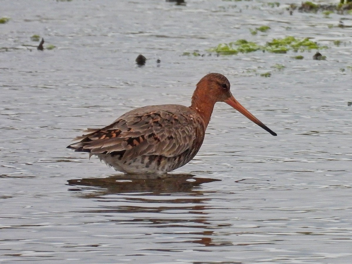 Bar-tailed Godwit - ML618736419