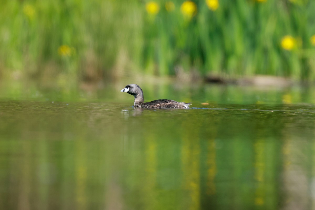 Pied-billed Grebe - ML618736425