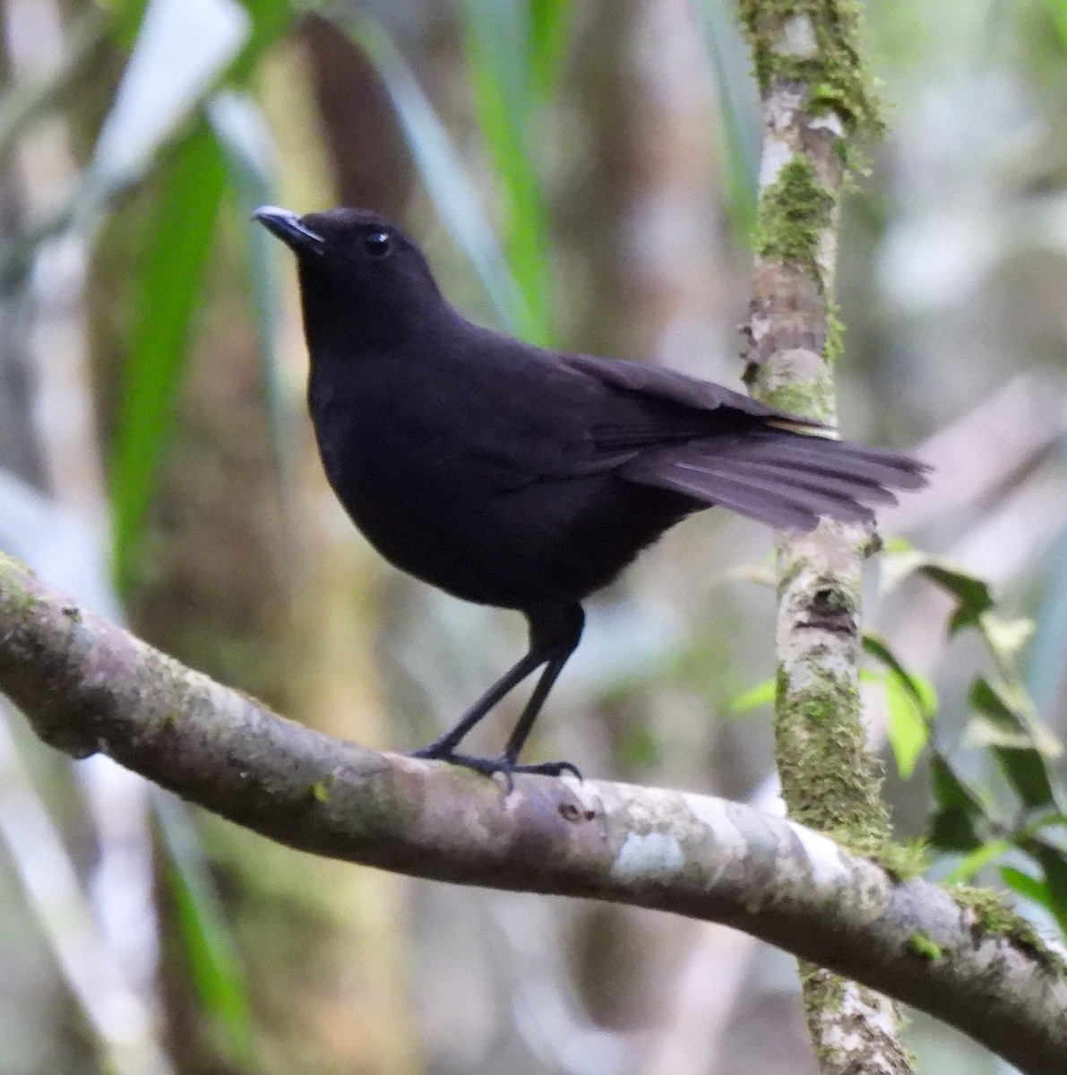 Bornean Whistling-Thrush - ML618736437