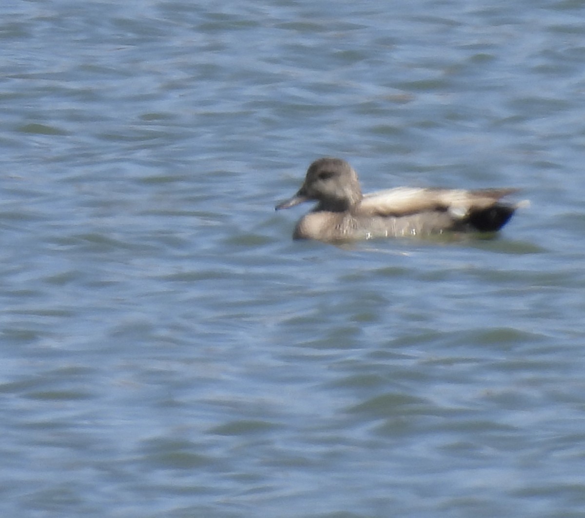 Gadwall - ML618736475