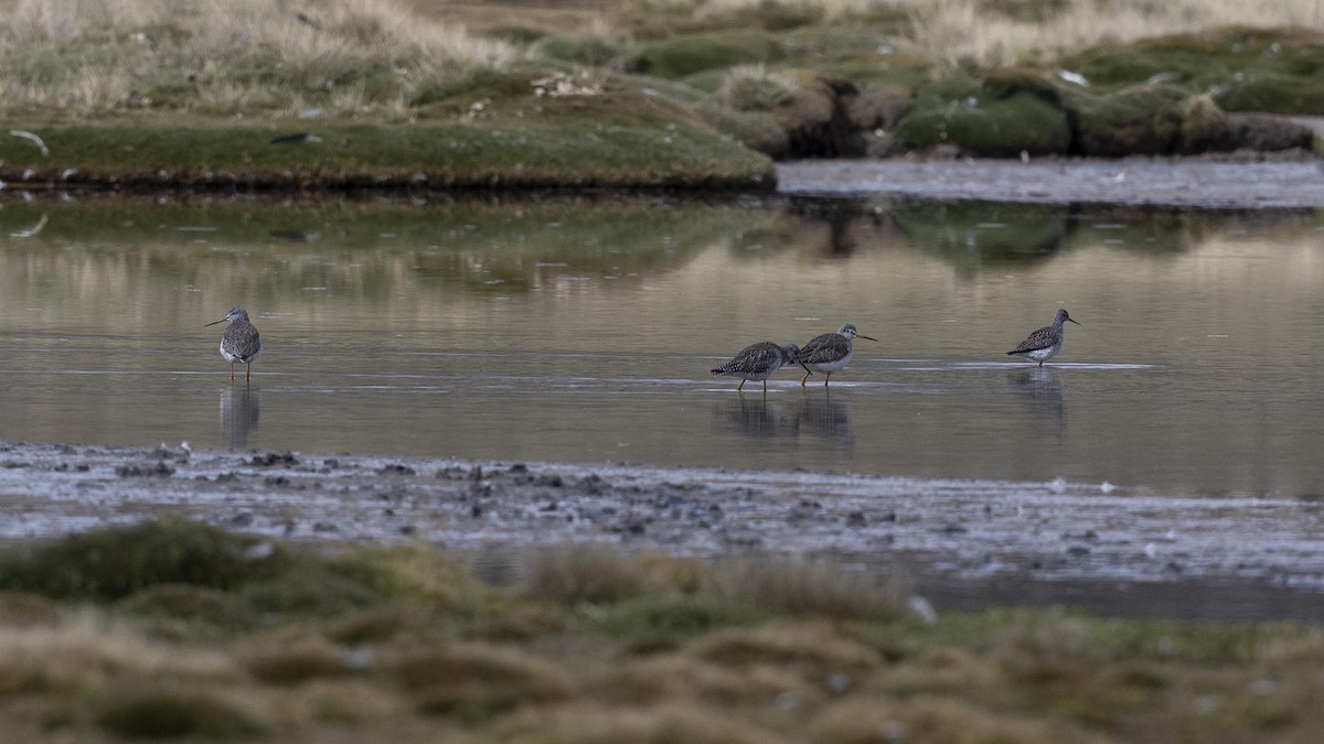 Greater Yellowlegs - ML618736499