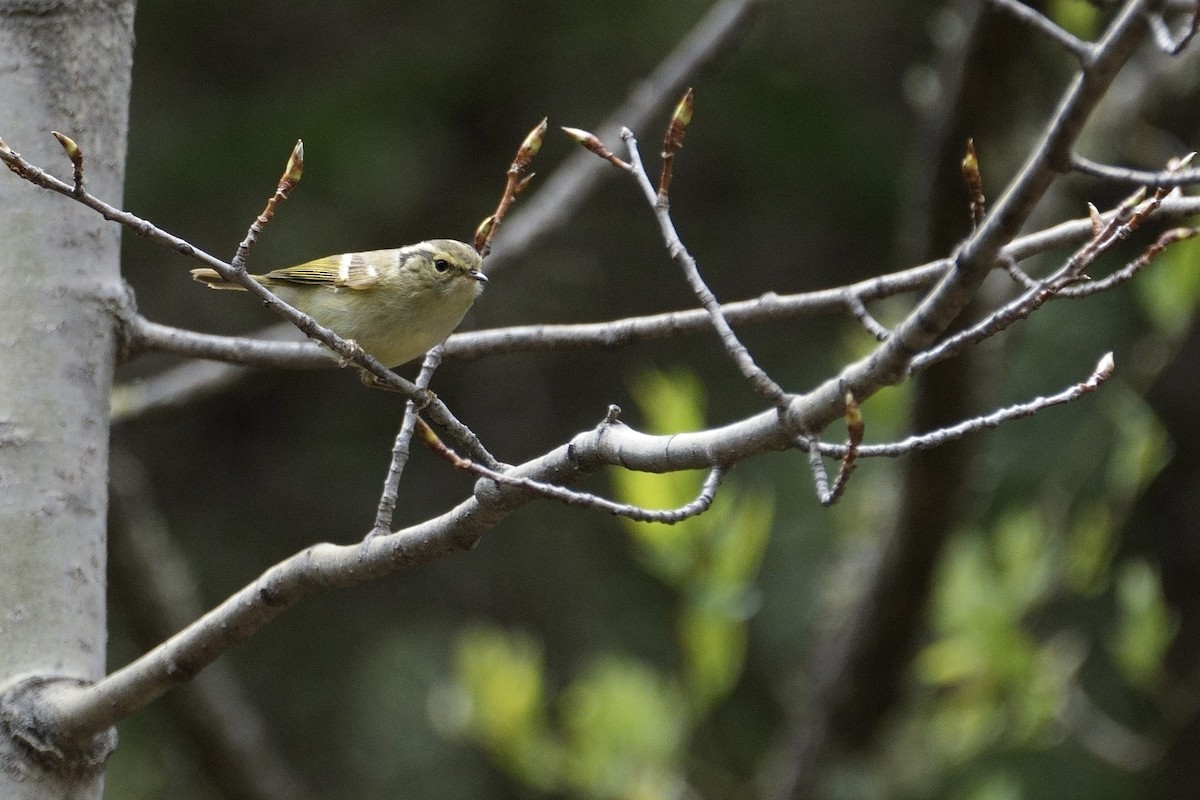 Gansu Leaf Warbler - ML618736500