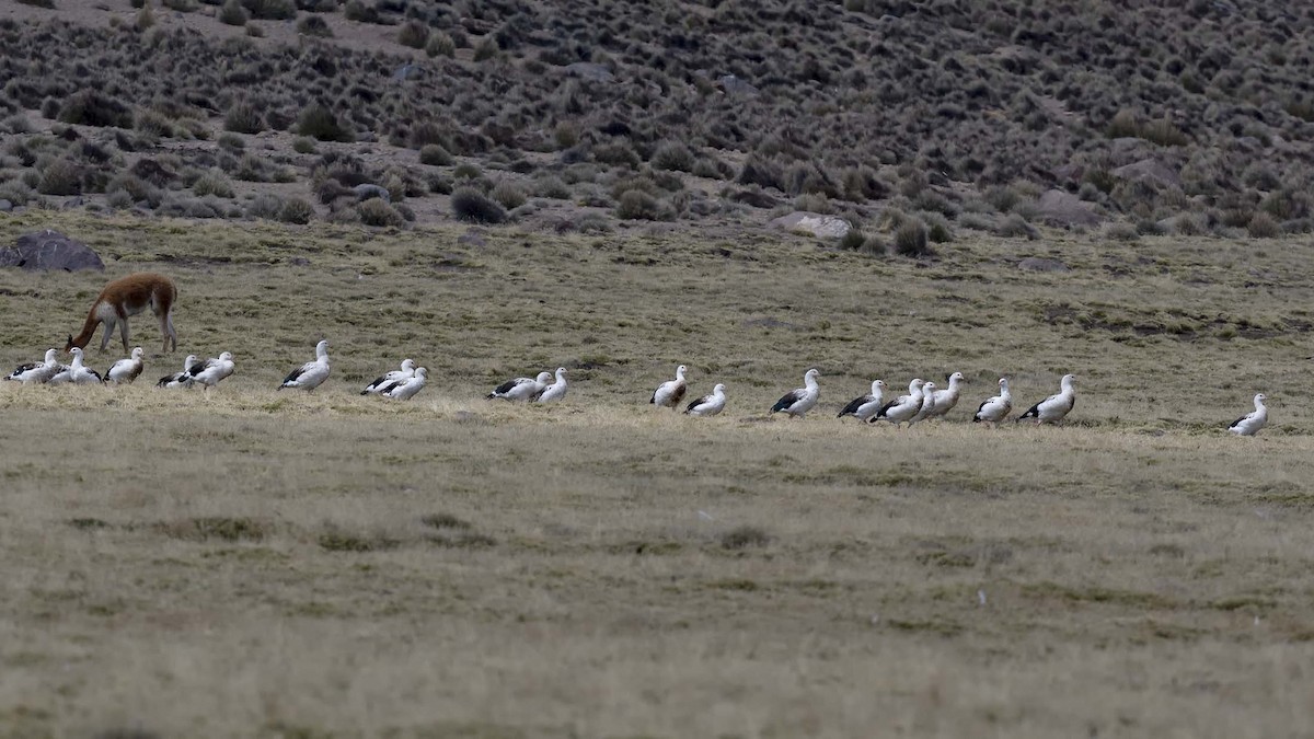 Andean Goose - ML618736521