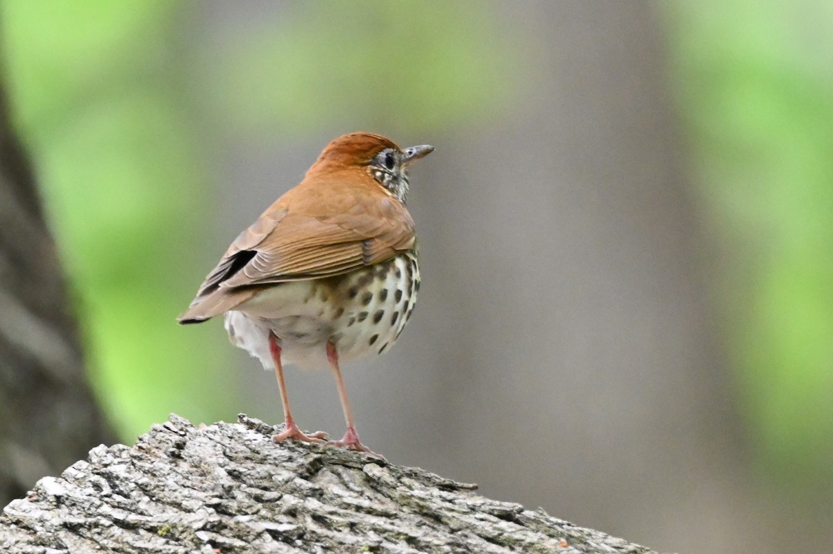 Wood Thrush - Ann Mackey