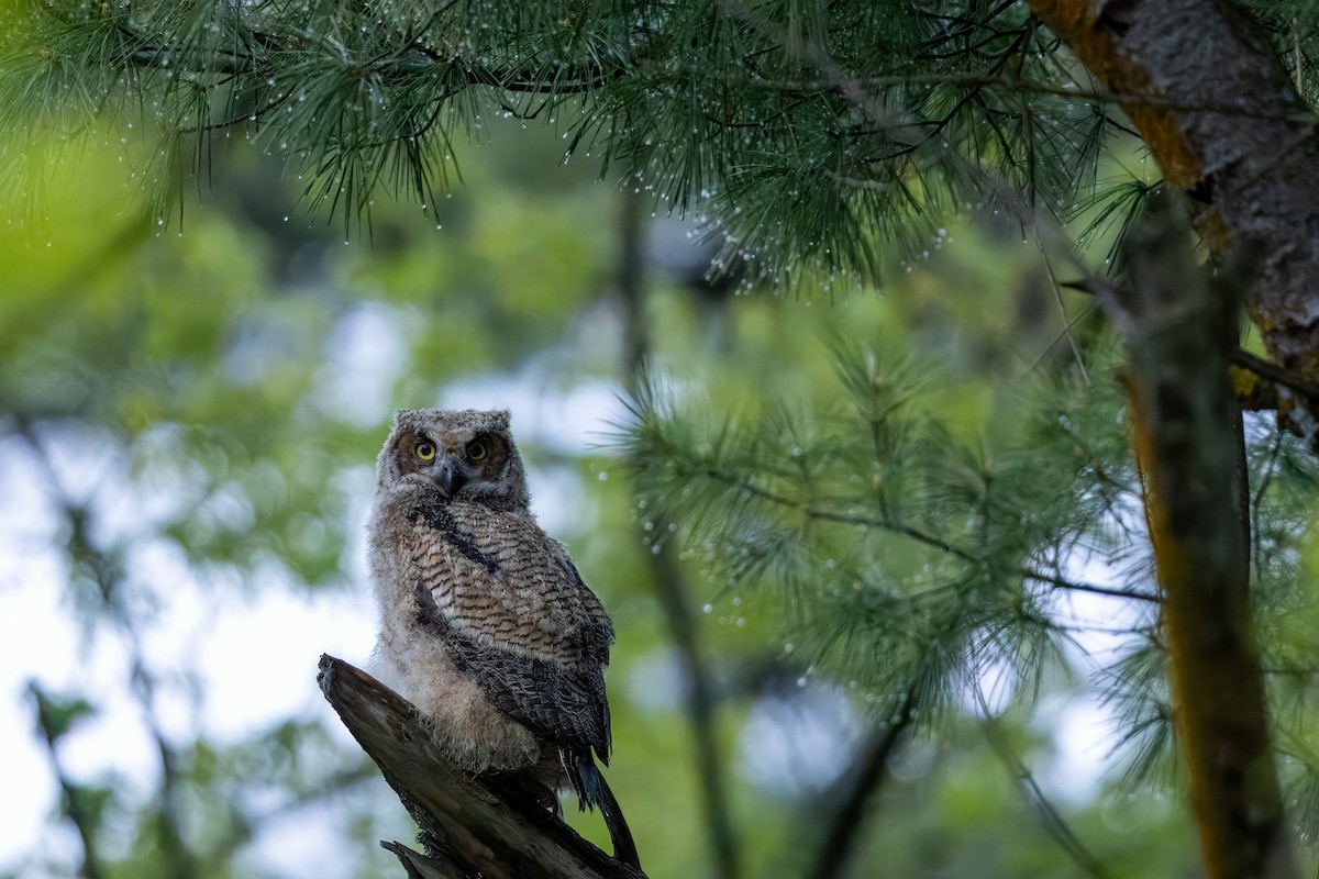 Great Horned Owl - Anonymous