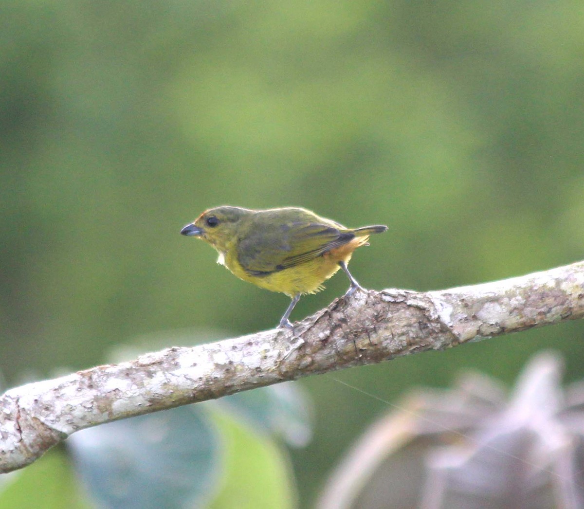 Fulvous-vented Euphonia - ML618736609