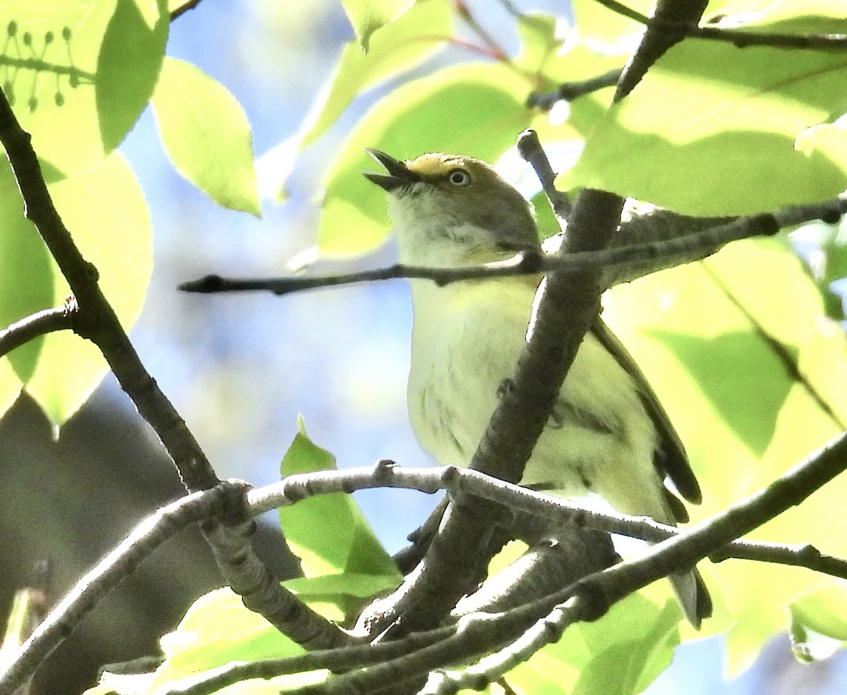 White-eyed Vireo - ML618736613