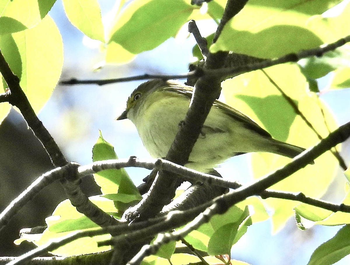 White-eyed Vireo - ML618736614