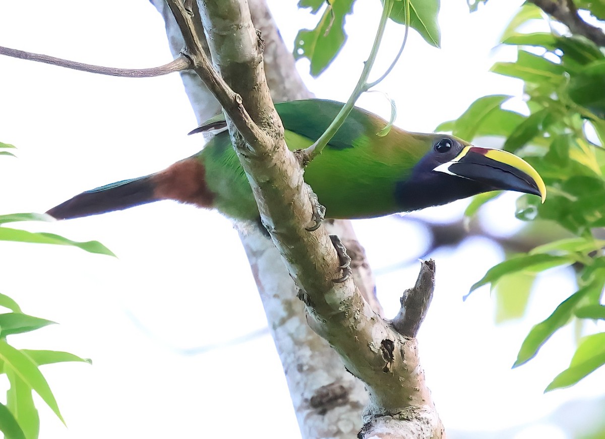 Northern Emerald-Toucanet - Sally Veach