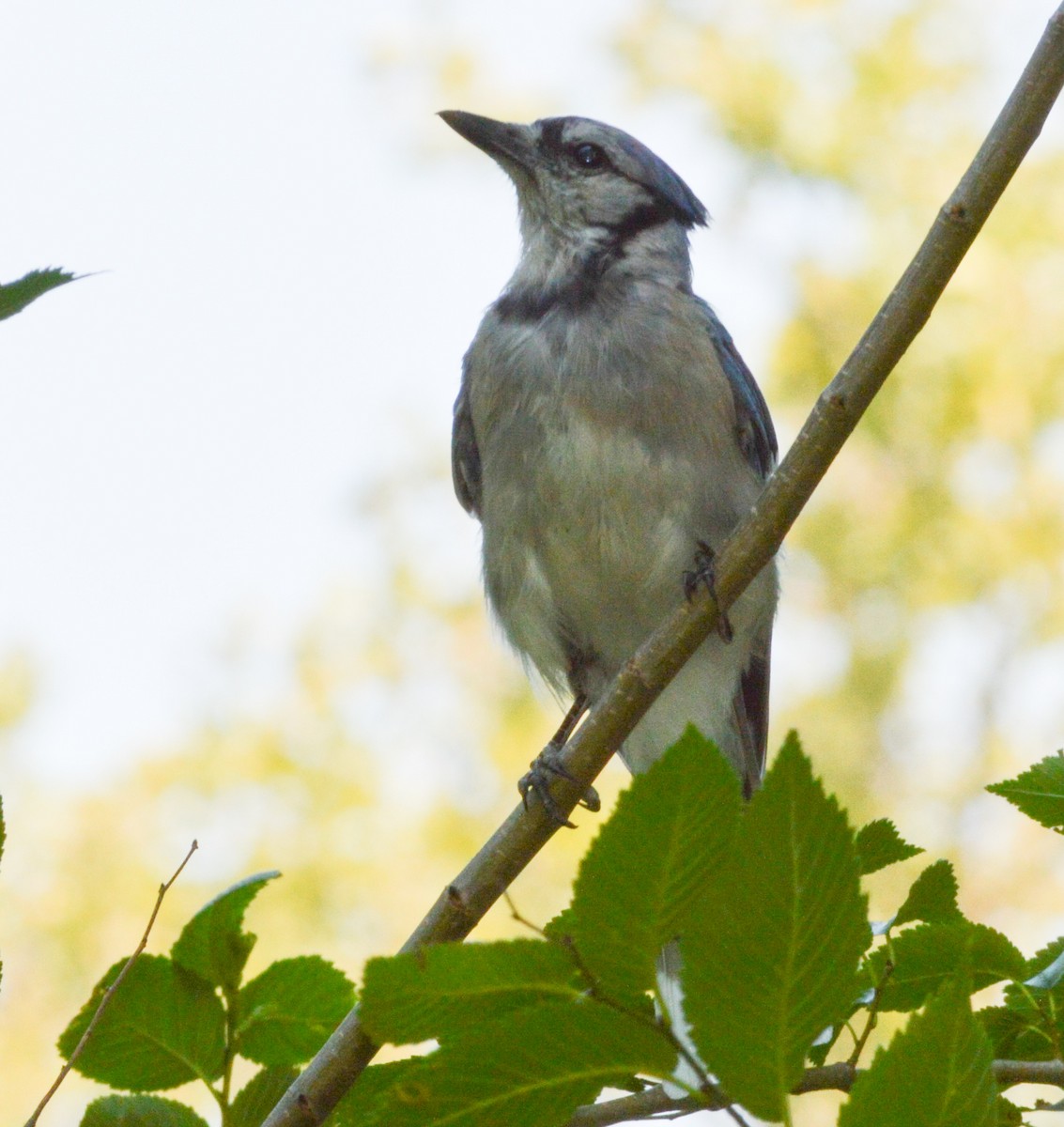 Blue Jay - ML618736678