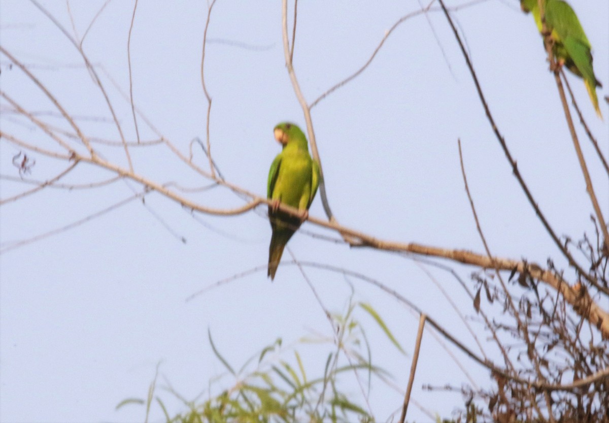 Green Parakeet - FELIPE SAN MARTIN