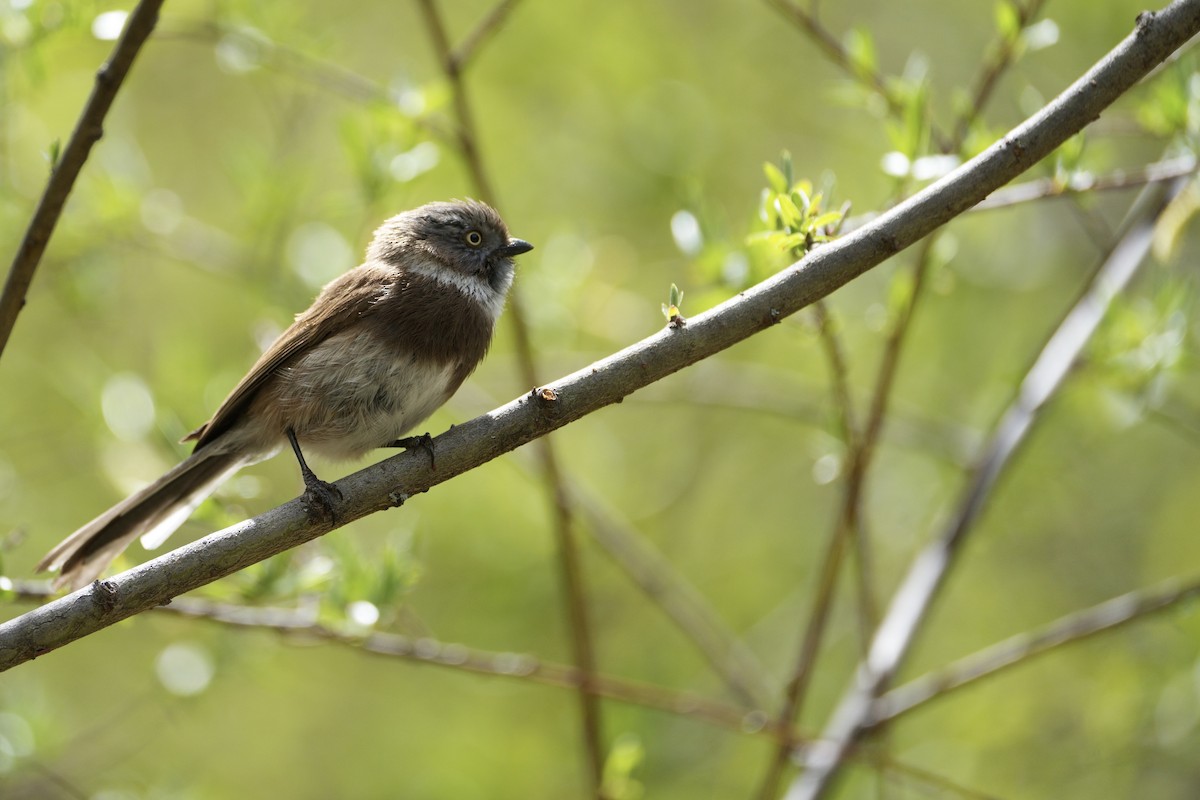 Sooty Tit - ML618736795