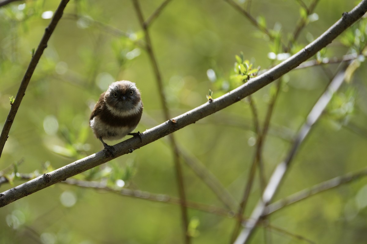 Sooty Tit - ML618736796