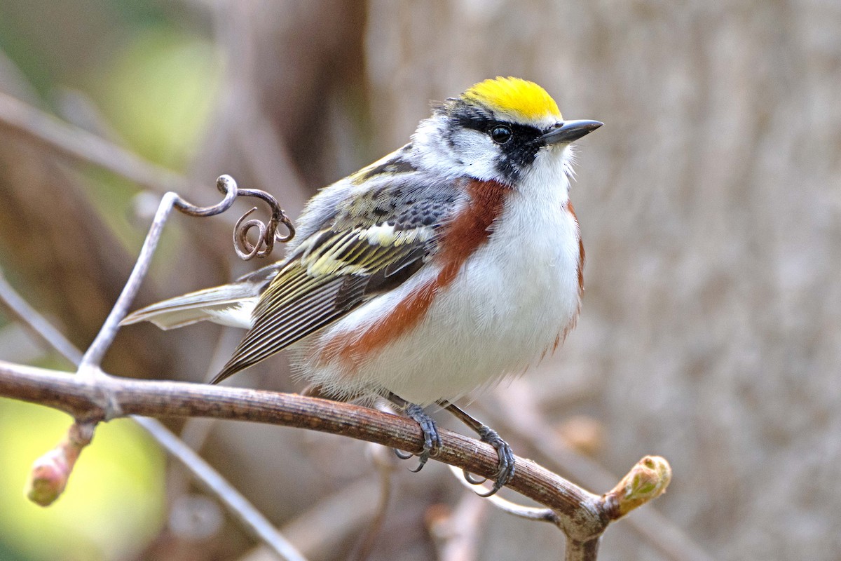 Chestnut-sided Warbler - ML618736808