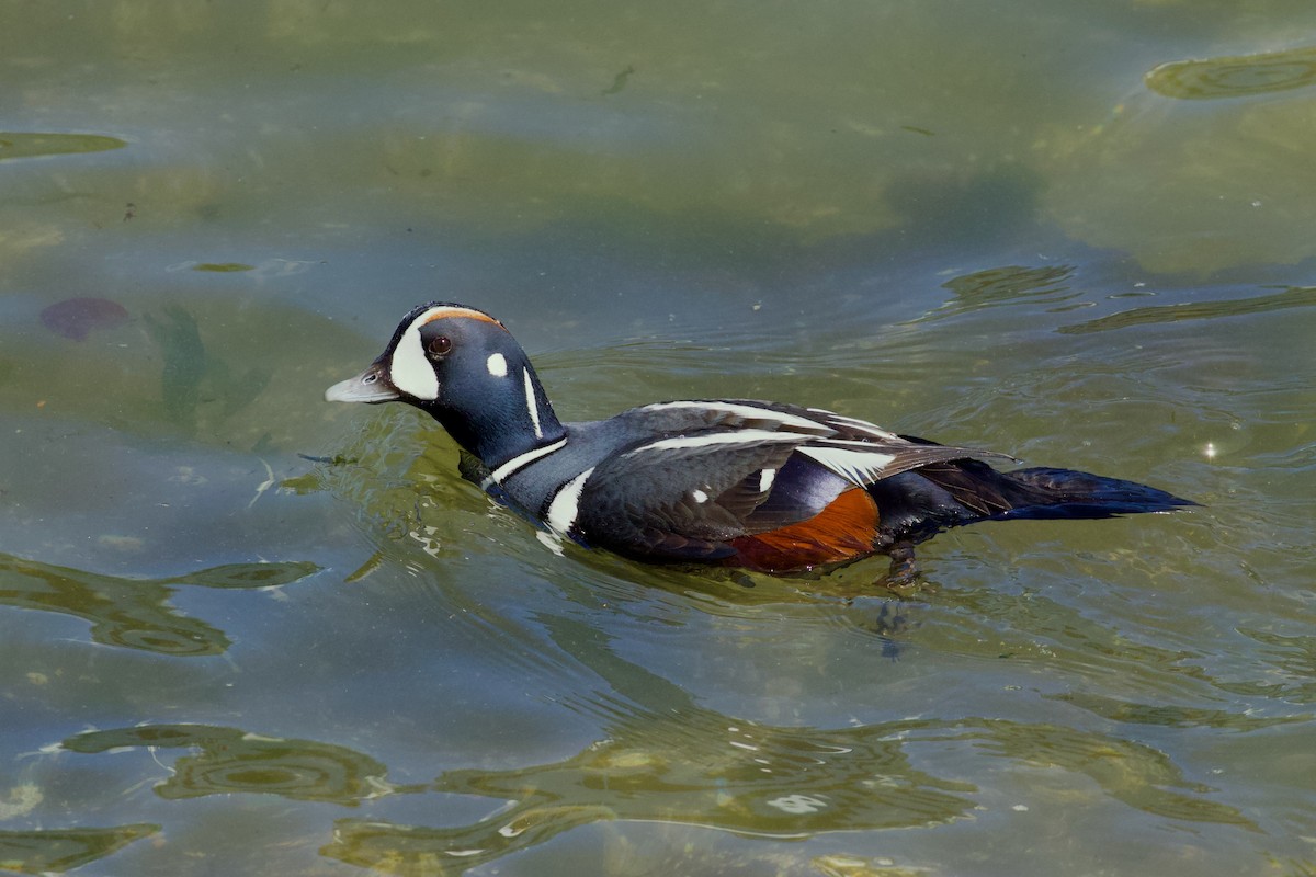 Harlequin Duck - ML618736812