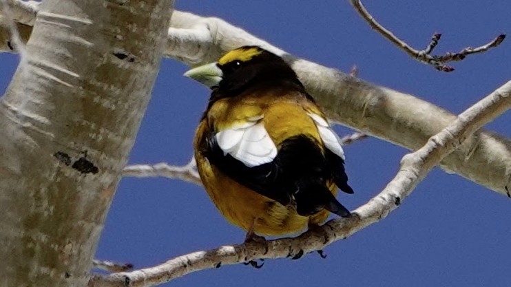 Evening Grosbeak - ML618736817