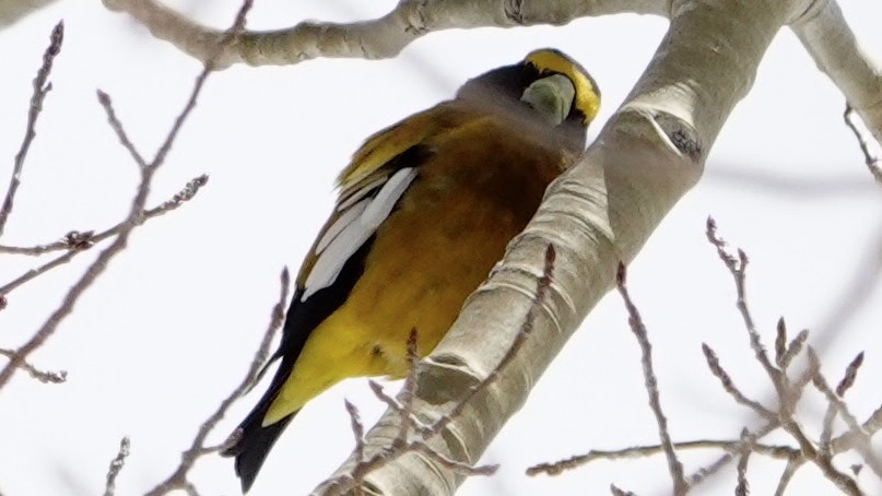 Evening Grosbeak - Justus Crawford