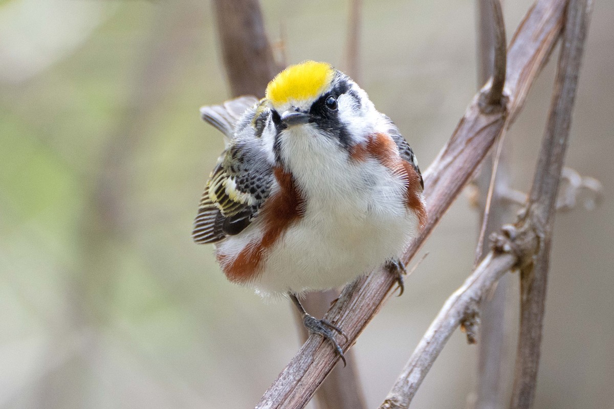 Chestnut-sided Warbler - ML618736836