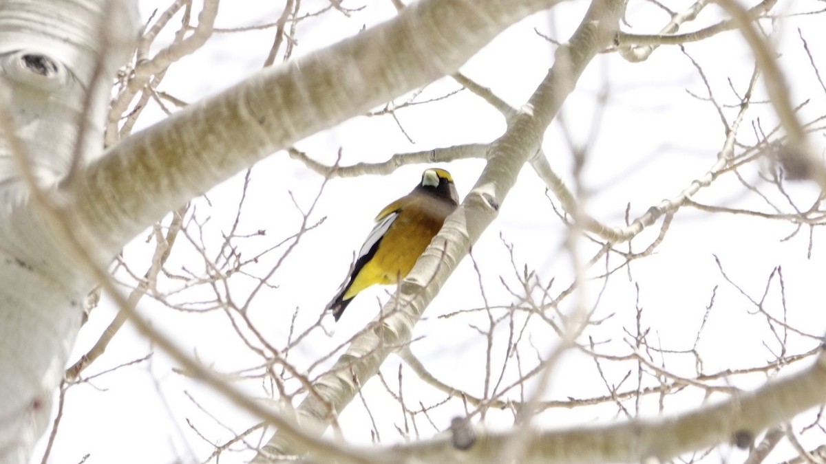 Evening Grosbeak - ML618736840