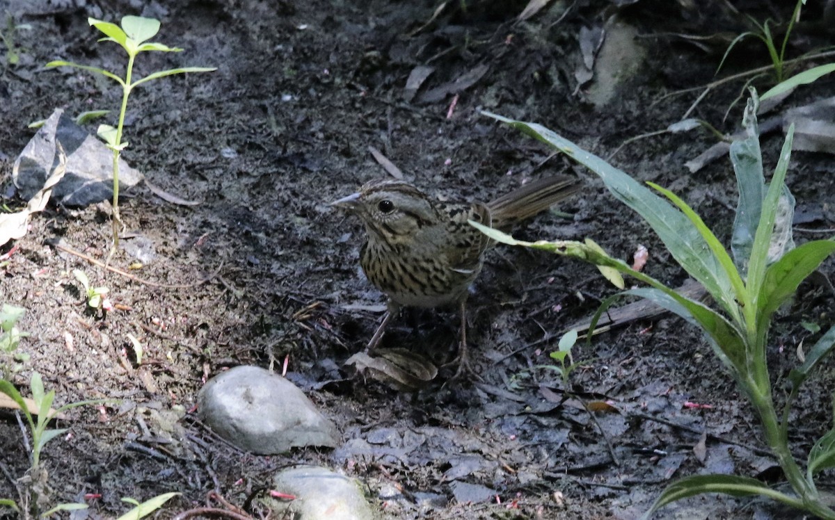 Lincoln's Sparrow - ML618736844