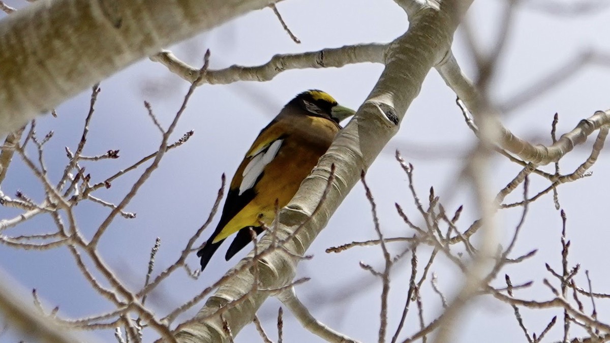 Evening Grosbeak - ML618736850