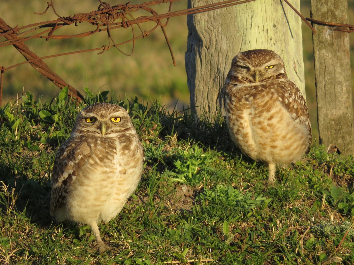 Burrowing Owl - Alvaro Perez Tort