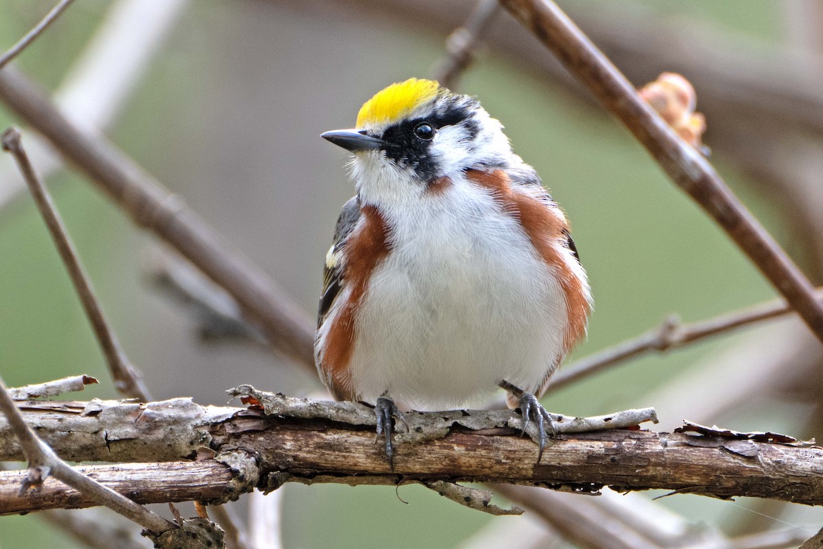 Chestnut-sided Warbler - ML618736855