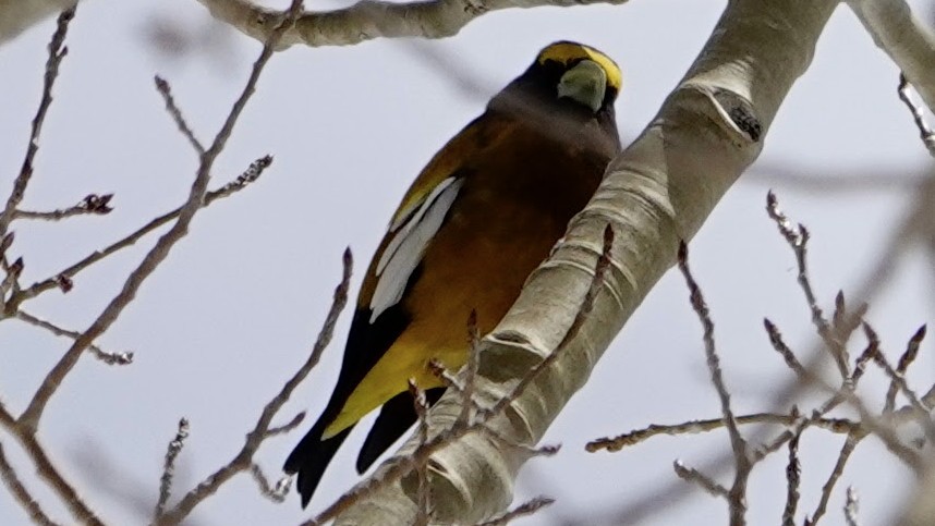 Evening Grosbeak - ML618736859