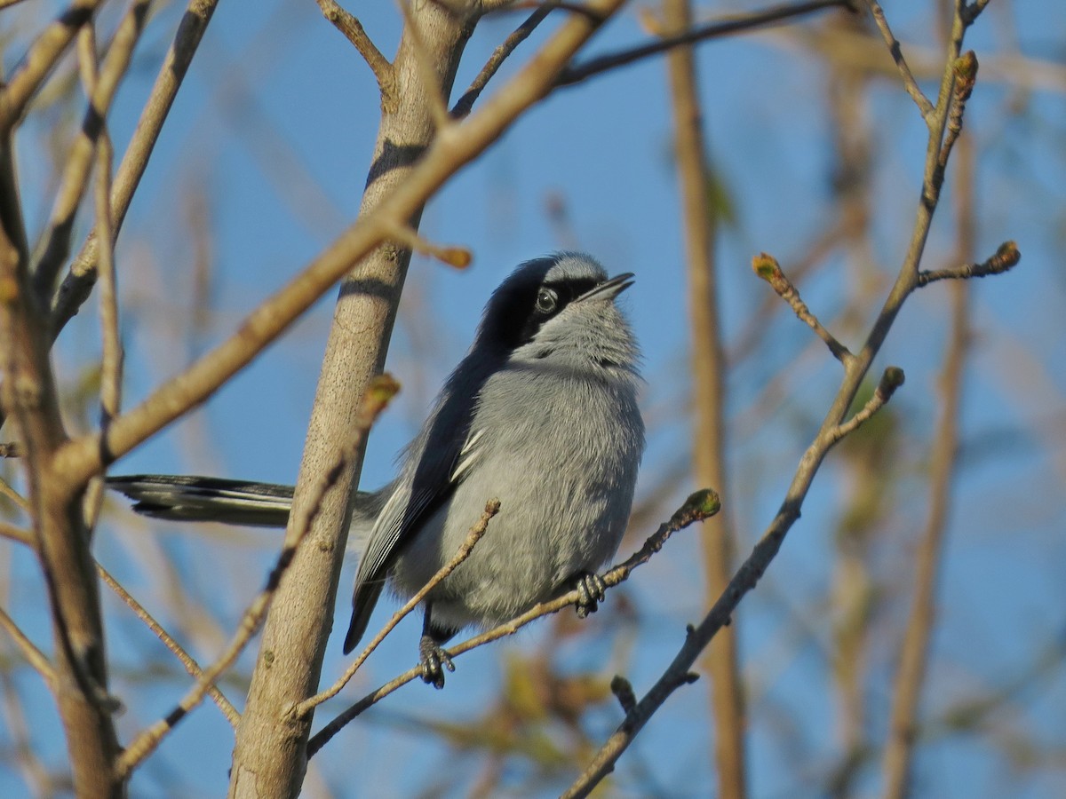 Masked Gnatcatcher - Alvaro Perez Tort