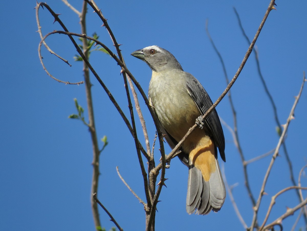 Pepitero Grisáceo del Amazonas - ML618736925