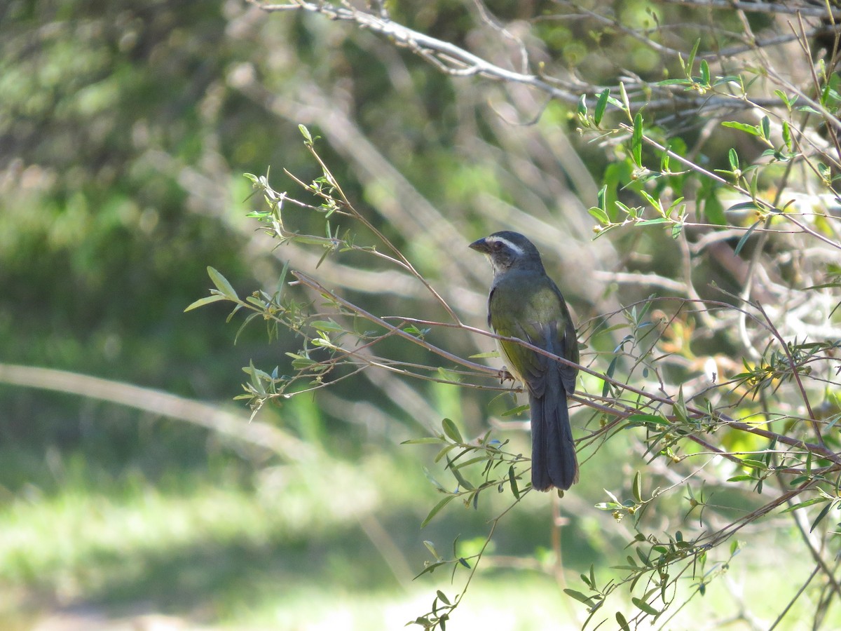 Green-winged Saltator - ML618736933