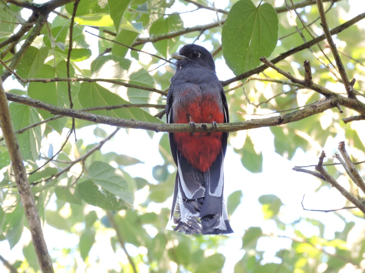 Surucua Trogon - ML618736967