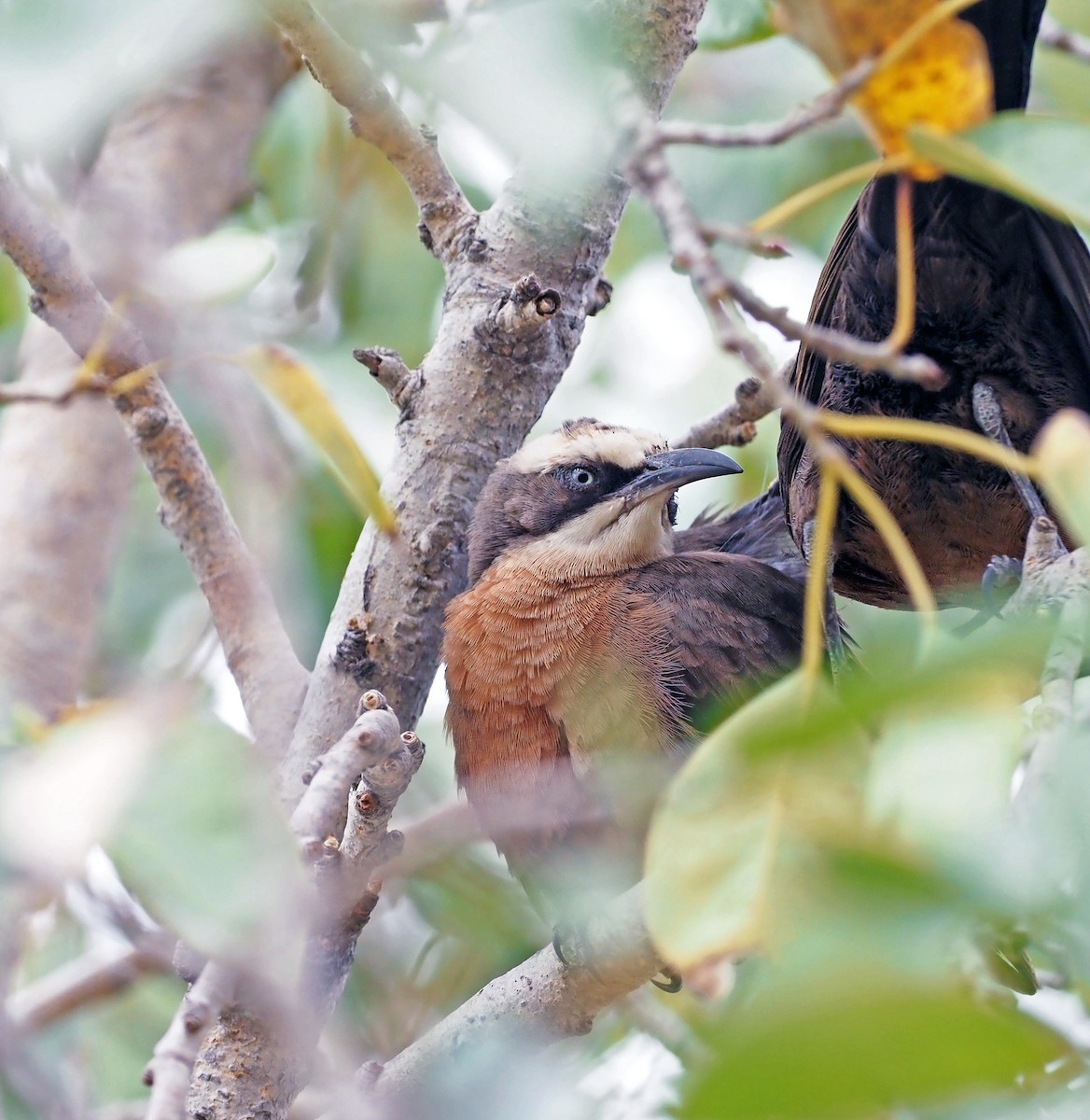 Gray-crowned Babbler - ML618737025