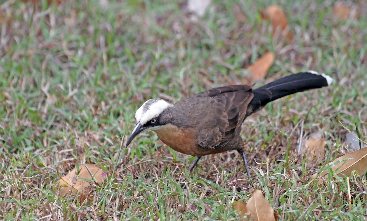 Gray-crowned Babbler - Steve Law