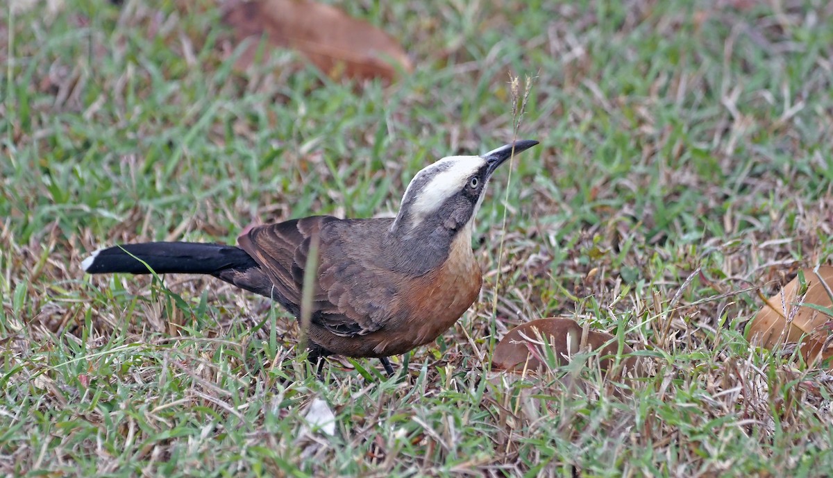 Gray-crowned Babbler - ML618737087