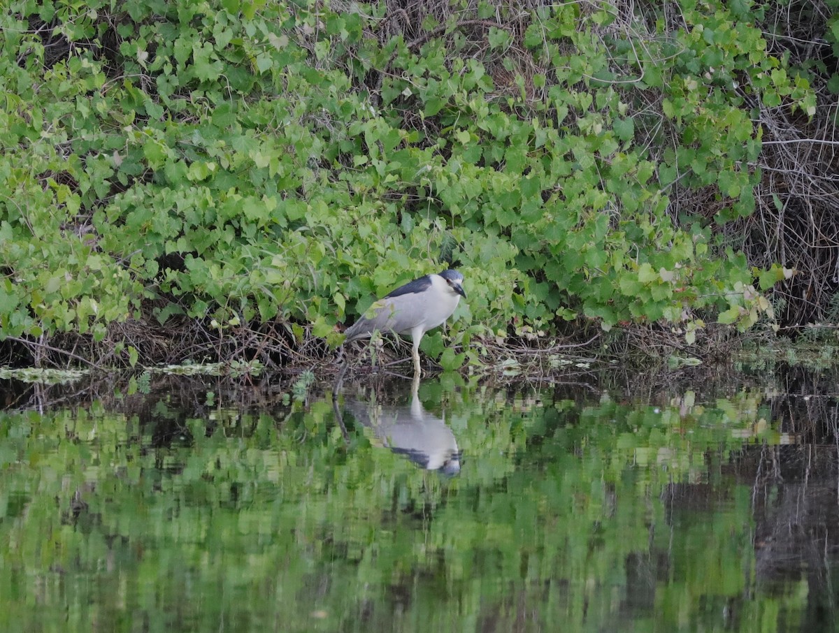 Black-crowned Night Heron - Laurel Barnhill