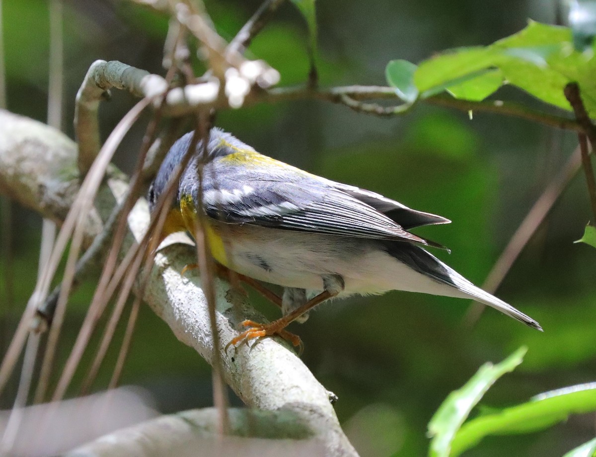 Northern Parula - ML618737180