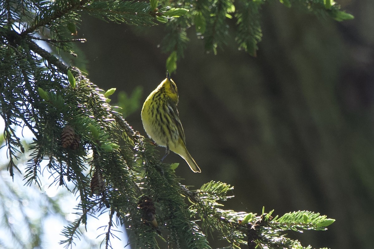 Cape May Warbler - Ian Jarvie