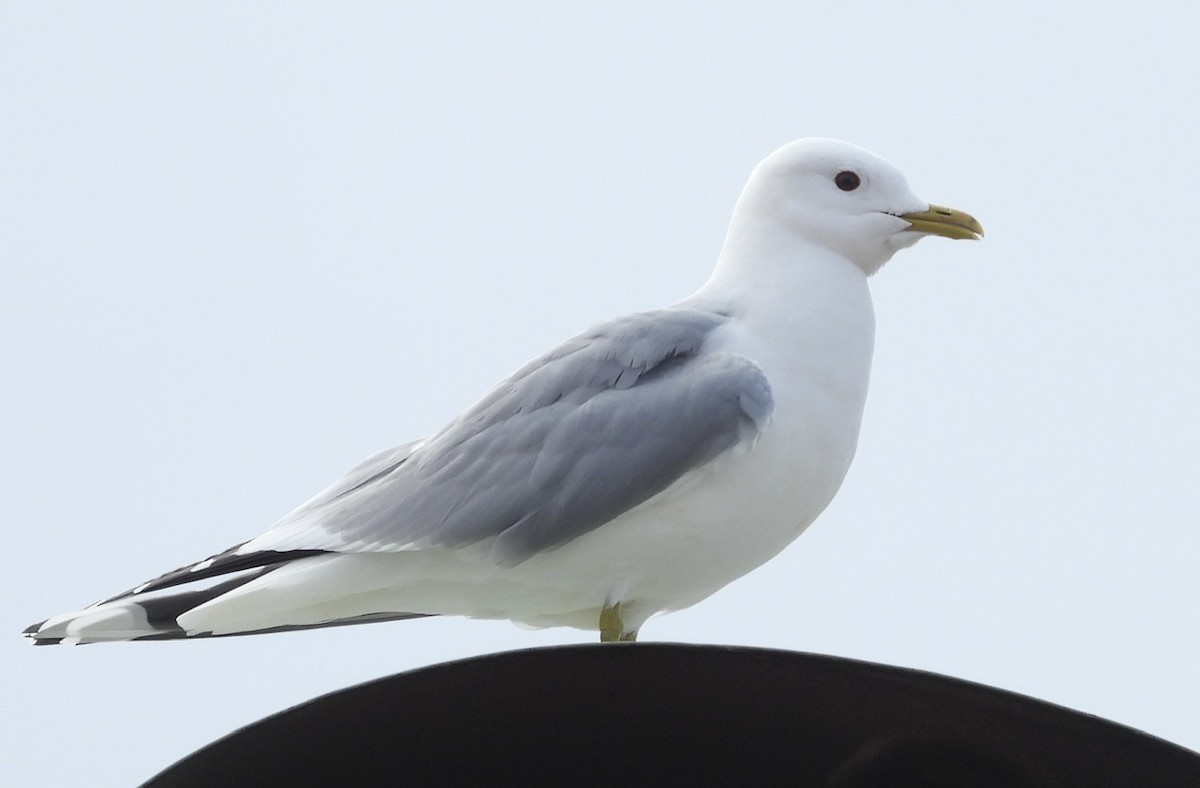 Common Gull (European) - Erica Kawata