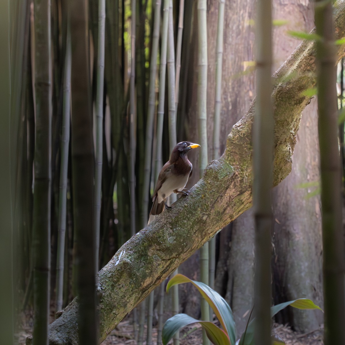 Brown Jay - ML618737217