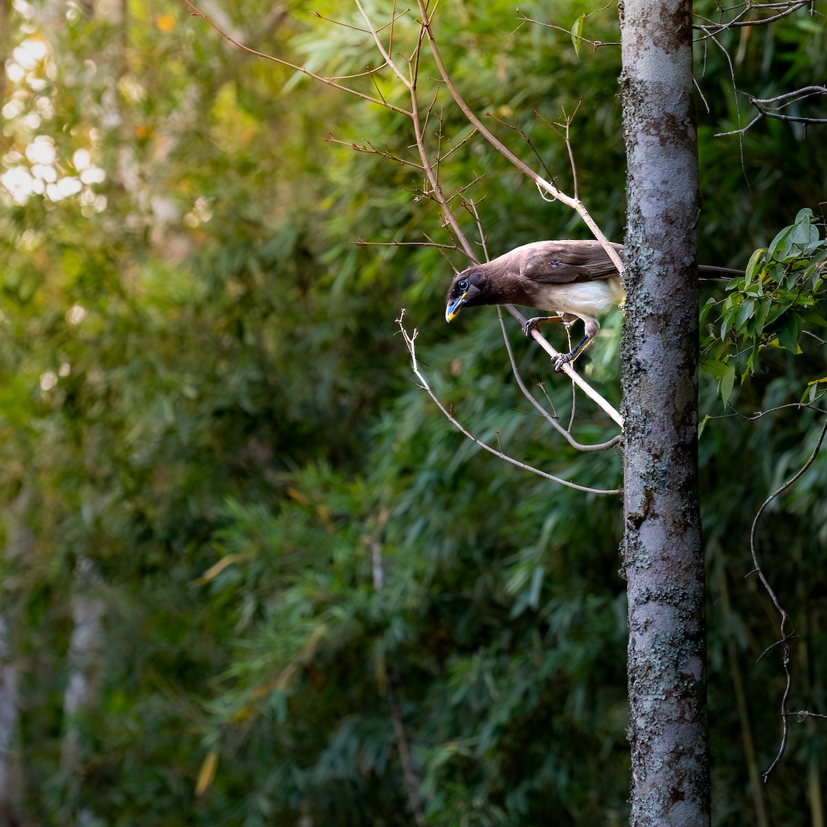 Brown Jay - ML618737218