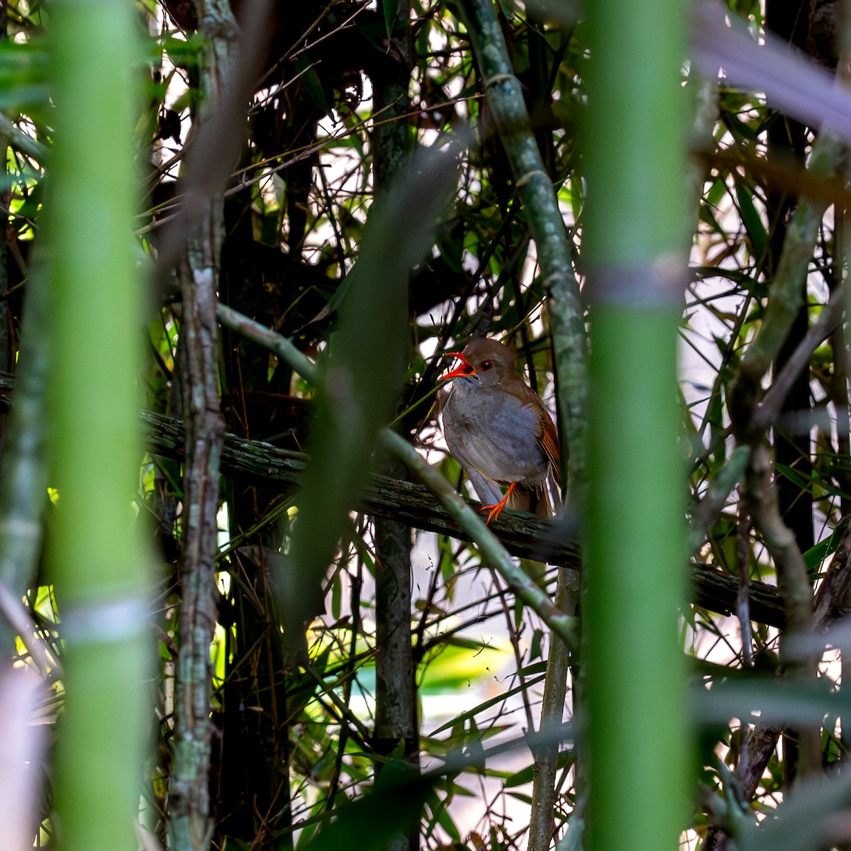 Orange-billed Nightingale-Thrush - ML618737224