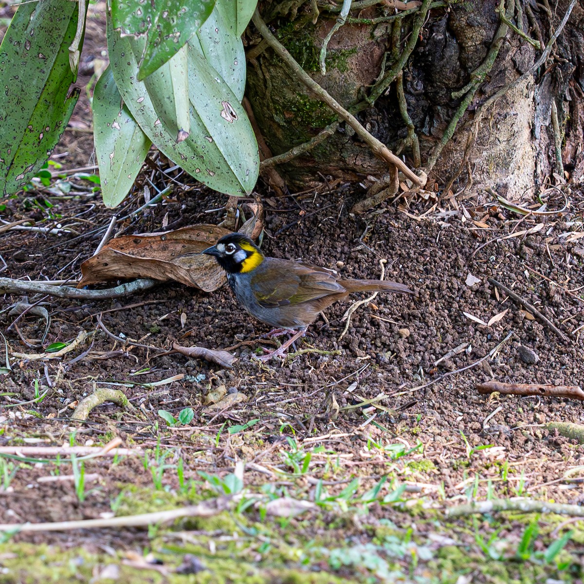 White-eared Ground-Sparrow - Roberto Meneses