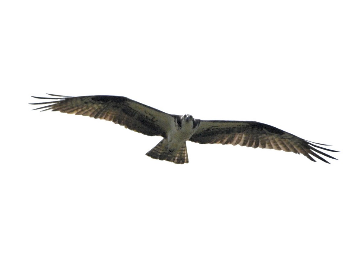 Águila Pescadora - ML618737234