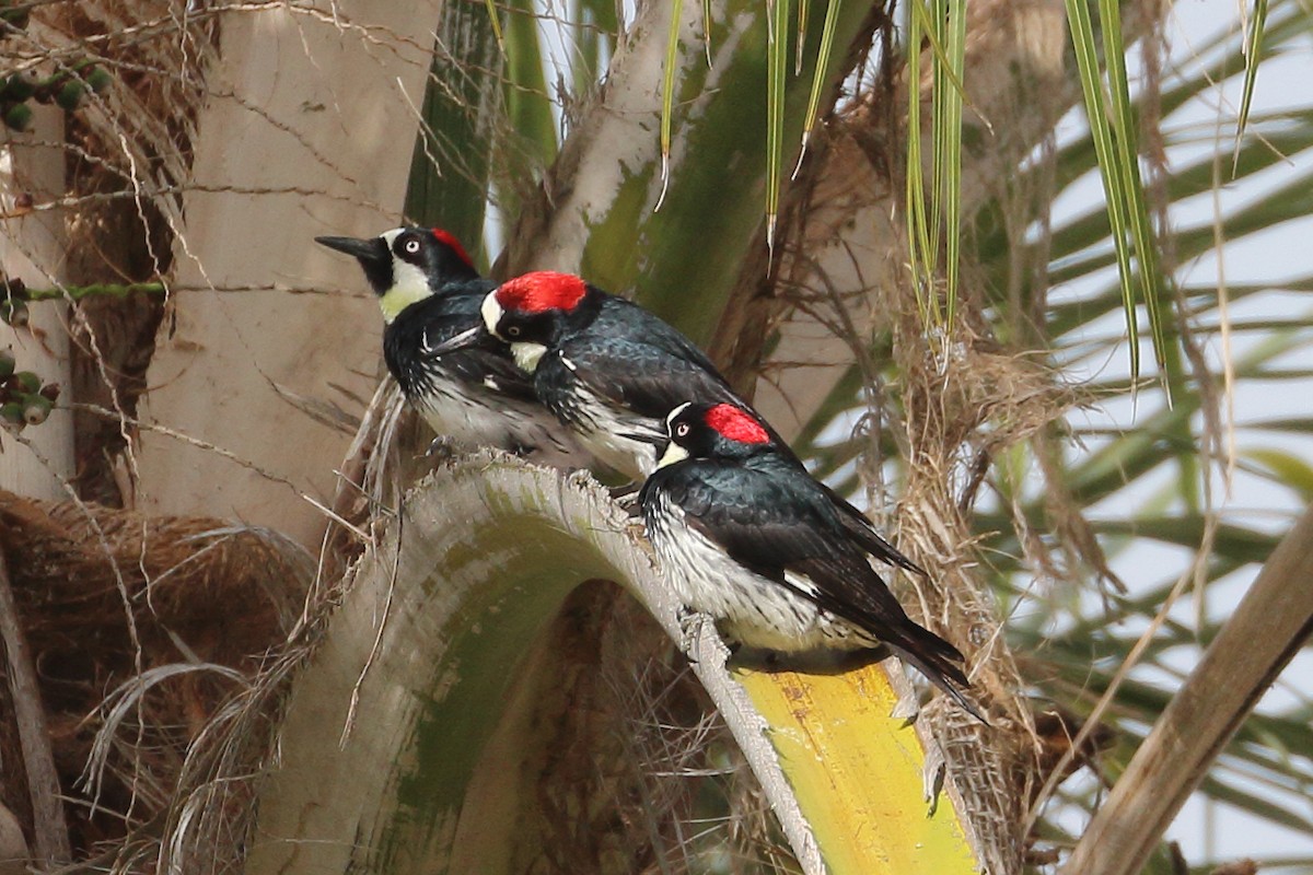 Acorn Woodpecker - Jeffrey Fenwick