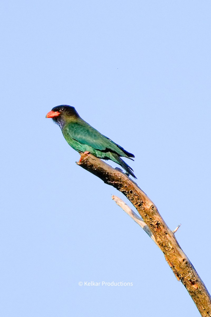 Dollarbird - ML618737284