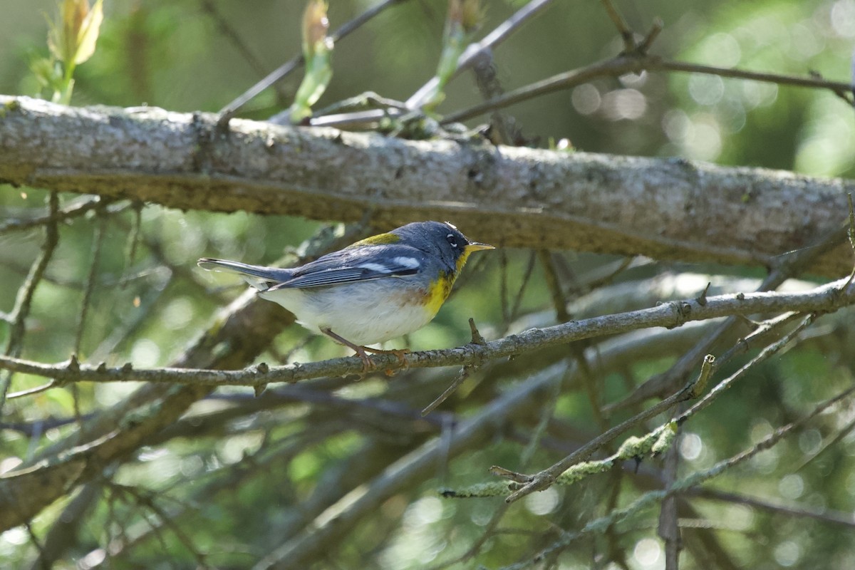 Northern Parula - Ian Jarvie